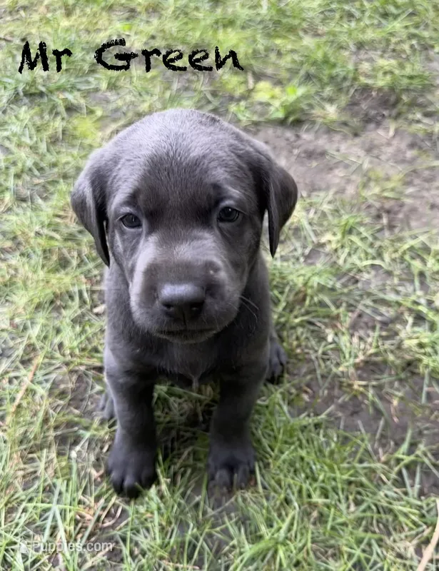 Mr Green – Labrador Retriever puppy for sale in Sheldon, IA