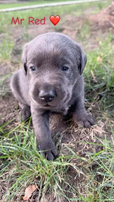 Mr Red – Labrador Retriever puppy for sale in Sheldon, IA
