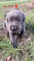 Mr Red, a male Labrador Retriever for sale in Sheldon, IA – 1 of 1