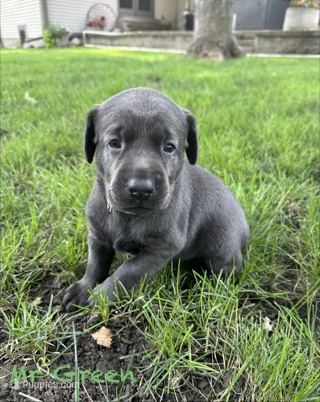 Mr Green – Labrador Retriever puppy for sale in Sheldon, IA