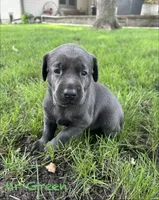 Mr Green, a male Labrador Retriever for sale in Sheldon, IA – 1 of 5