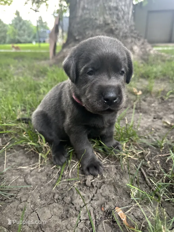 Miss Pink  – Labrador Retriever puppy for sale in Sheldon, IA