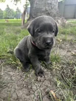 Miss Pink , a female Labrador Retriever for sale in Sheldon, IA – 1 of 3