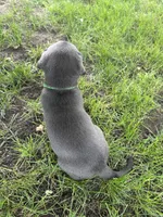 Mr Green, a male Labrador Retriever for sale in Sheldon, IA – 4 of 5