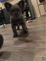 Major (Blue Fluffy), a male French Bulldog for sale in San Diego, CA – Photo 1 of 2