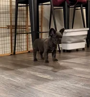 Major (Blue Fluffy), a male French Bulldog for sale in San Diego, CA – Photo 2 of 2