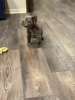 Koala (Lilac Fluffy), a male French Bulldog for sale in San Diego, CA – Photo 2 of 4