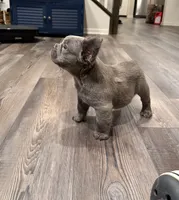 Koala (Lilac Fluffy), a male French Bulldog for sale in San Diego, CA – Photo 1 of 4