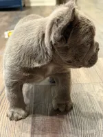 Koala (Lilac Fluffy), a male French Bulldog for sale in San Diego, CA – Photo 3 of 4