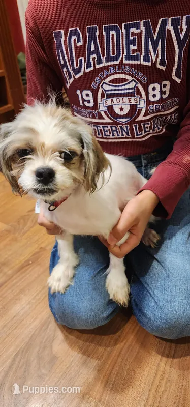 Banana  – Shih Tzu puppy for sale in New Haven, CT