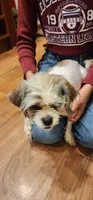 Banana , a male Shih Tzu for sale in New Haven, CT – Photo 2 of 2