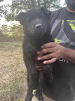 Girl 1, a female German Shepherd Dog for sale in Cave City, AR – Photo 1 of 4