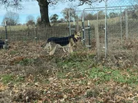 Girl 1, a female German Shepherd Dog for sale in Cave City, AR – Photo 4 of 4