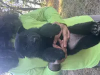 Girl 1, a female German Shepherd Dog for sale in Cave City, AR – Photo 2 of 4