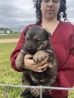 Chance, a male German Shepherd Dog and Rottweiler for sale in Cave City, AR – Photo 1 of 4