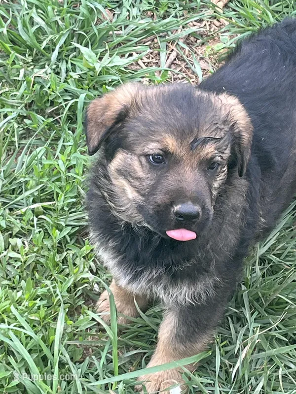 Chance – German Shepherd Dog, Rottweiler puppy for sale in Cave City, AR