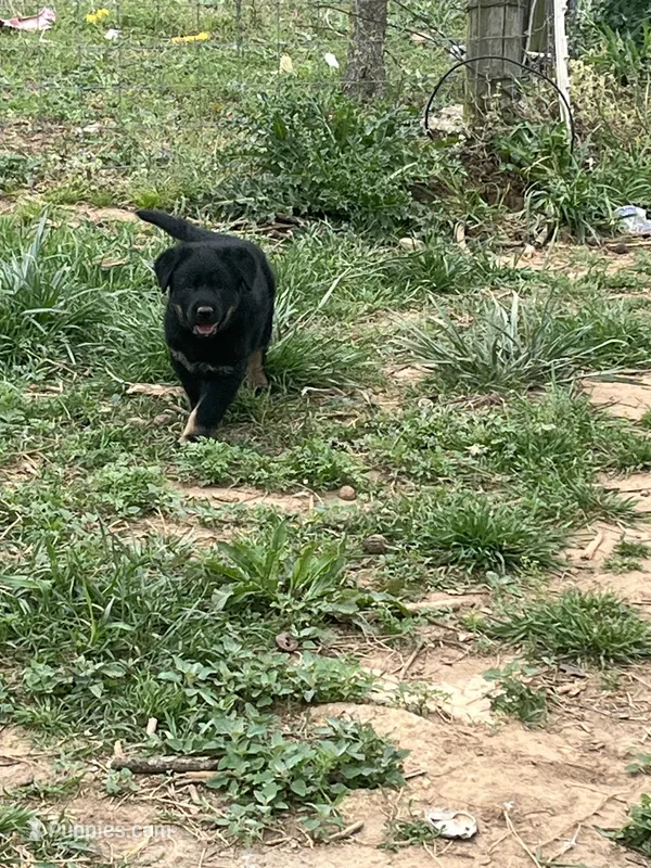 Female – German Shepherd Dog, Rottweiler puppy for sale in Cave City, AR