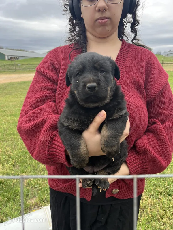 Female, a female German Shepherd Dog and Rottweiler for sale in Cave City, AR – Photo 1 of 3