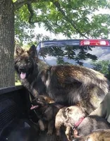 Female, a female German Shepherd Dog and Rottweiler for sale in Cave City, AR – Photo 3 of 3