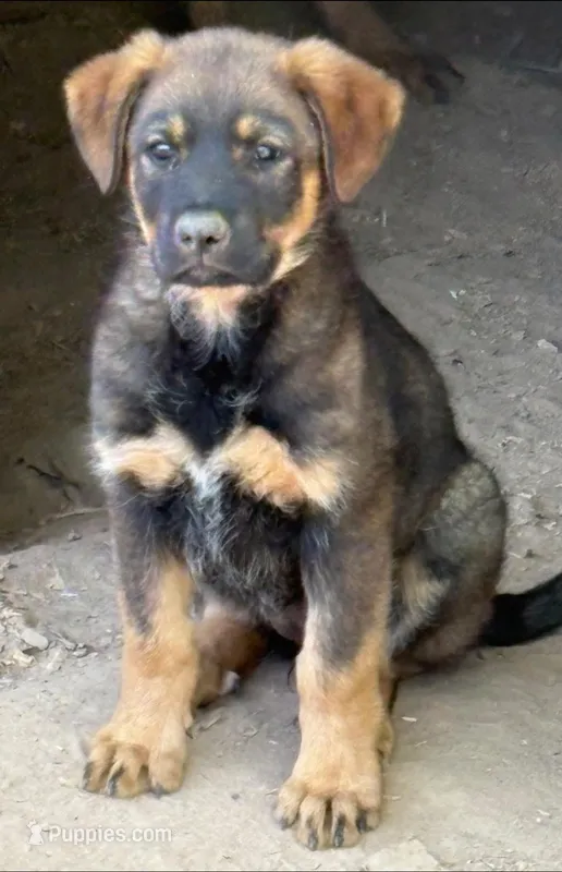 Sable female – German Shepherd Dog, Rottweiler puppy for sale in Cave City, AR