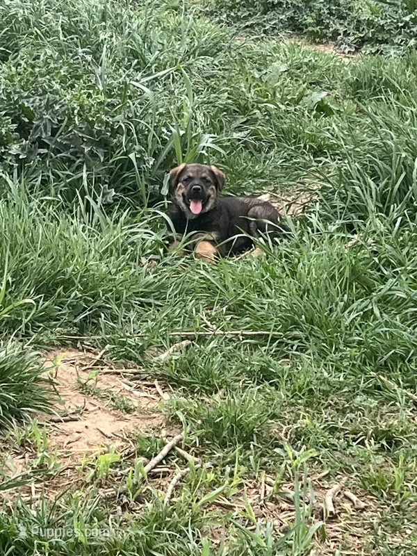 Sable female – German Shepherd Dog, Rottweiler puppy for sale in Cave City, AR