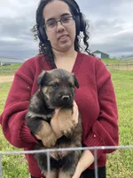 Sable female, a female German Shepherd Dog and Rottweiler for sale in Cave City, AR – Photo 2 of 4