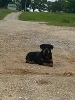 Sable female, a female German Shepherd Dog and Rottweiler for sale in Cave City, AR – Photo 3 of 4