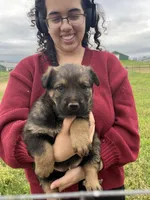 Sable female, a female German Shepherd Dog and Rottweiler for sale in Cave City, AR – Photo 1 of 4