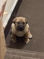LGK BAKKO , a male Boerboel for sale in Philadelphia, PA – Photo 4 of 4