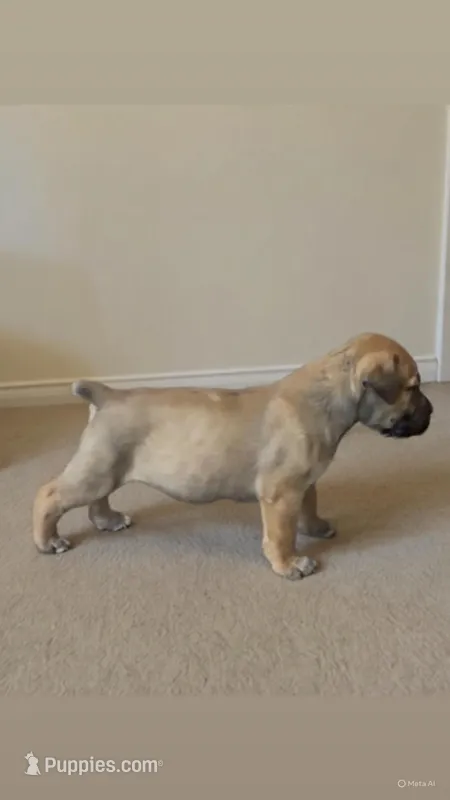 LGK BAKKO  – Boerboel puppy for sale in Philadelphia, PA