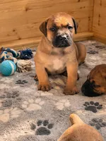 LGK BAKKO , a male Boerboel for sale in Philadelphia, PA – Photo 3 of 4