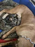 LGK BAKKO , a male Boerboel for sale in Philadelphia, PA – Photo 2 of 4