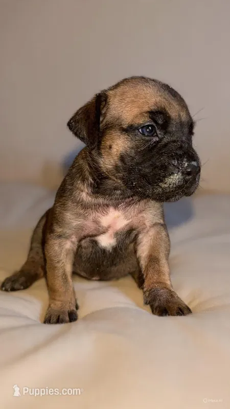 LGK’s Nala  – Boerboel puppy for sale in Philadelphia, PA
