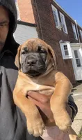 LGK’s Nala , a female Boerboel for sale in Philadelphia, PA – Photo 3 of 3
