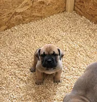 LGK’s Hulk , a male Boerboel for sale in Philadelphia, PA – Photo 1 of 3