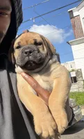LGK’s Hulk , a male Boerboel for sale in Philadelphia, PA – Photo 2 of 3