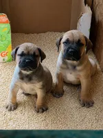LGK’s Hulk , a male Boerboel for sale in Philadelphia, PA – Photo 3 of 3