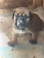 LGK Ashur , a male Boerboel for sale in Philadelphia, PA – Photo 5 of 6