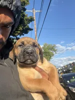 LGK Ashur , a male Boerboel for sale in Philadelphia, PA – Photo 6 of 6