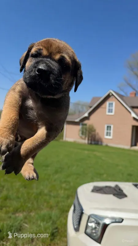 LGK Ashur  – Boerboel puppy for sale in Philadelphia, PA