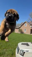 LGK Ashur , a male Boerboel for sale in Philadelphia, PA – Photo 1 of 6