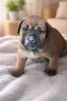 LGK Ashur , a male Boerboel for sale in Philadelphia, PA – Photo 4 of 6