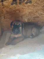 LGK Ashur , a male Boerboel for sale in Philadelphia, PA – Photo 3 of 6