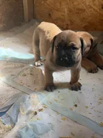 LGK Ashur , a male Boerboel for sale in Philadelphia, PA – Photo 2 of 6