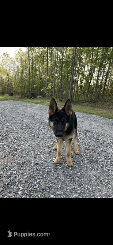 Knox – German Shepherd Dog puppy for sale in Charlottesville, VA