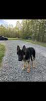 Knox, a male German Shepherd Dog for sale in Charlottesville, VA – Photo 4 of 4