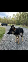 Knox, a male German Shepherd Dog for sale in Charlottesville, VA – Photo 2 of 4