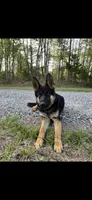 Knox, a male German Shepherd Dog for sale in Charlottesville, VA – Photo 3 of 4