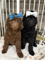 Mocha - Standard F1B Doodle, a female Goldendoodle for sale in Charlotte, NC – 4 of 10