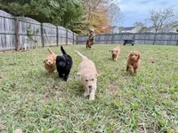 Mocha - Standard F1B Doodle, a female Goldendoodle for sale in Charlotte, NC – 4 of 4